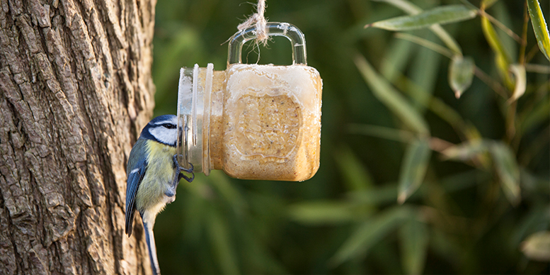 Pimpelmees met vogelpindakaas