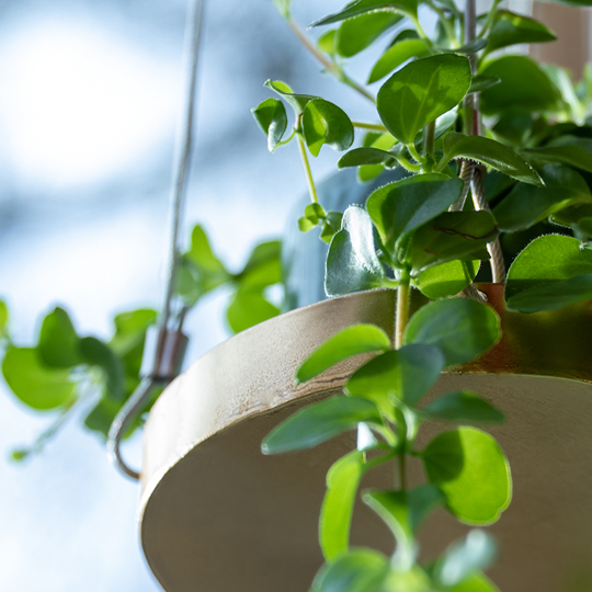 The new Window Dressing range by Esschert's Garden Esschert Design