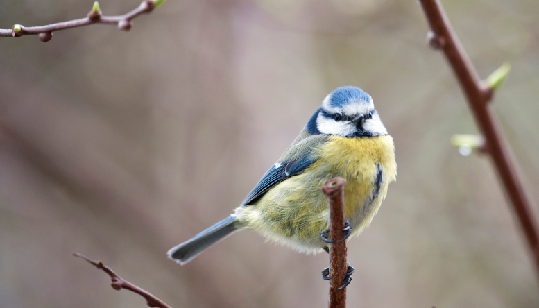 Cache clés fonte forme oiseau Esschert Design