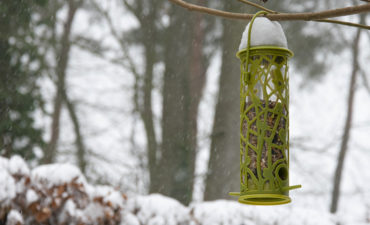 04_Best_for_birds_740x450.jpg