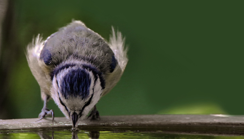 Vogelbadjes | Esschert Design