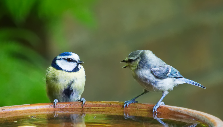 Vogelbadjes | Esschert Design