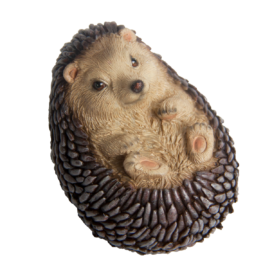 Hedgehog lying on back