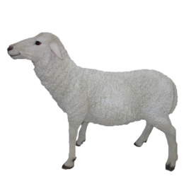 Stehendes Lamm L.