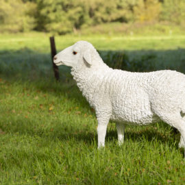 Stehendes Lamm L.