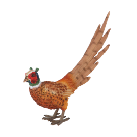Fasan klein