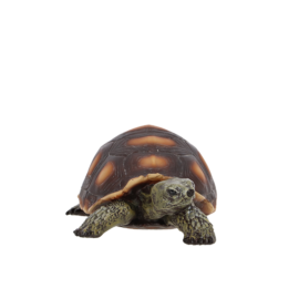 Schildpad S