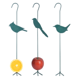 Chevêche oiseaux