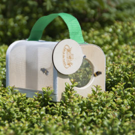 Insektenbeobachtungsbox