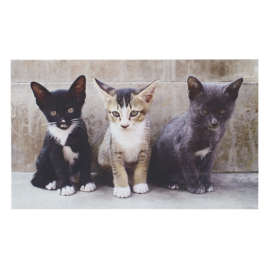 Tapis Chats
