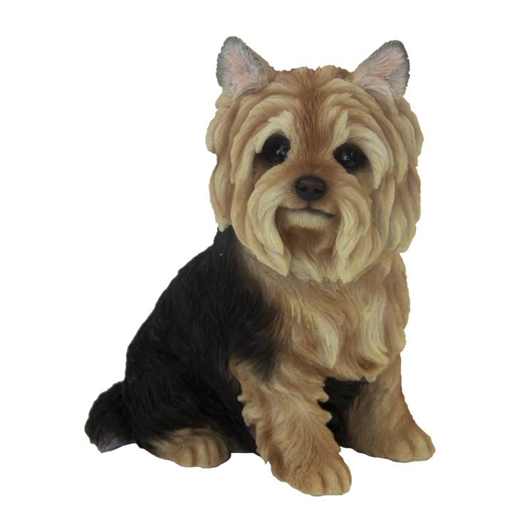 Yorkshire Terrier assis