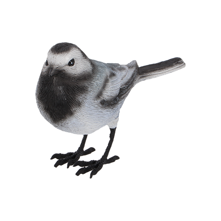 Bergeronnette grise décorative