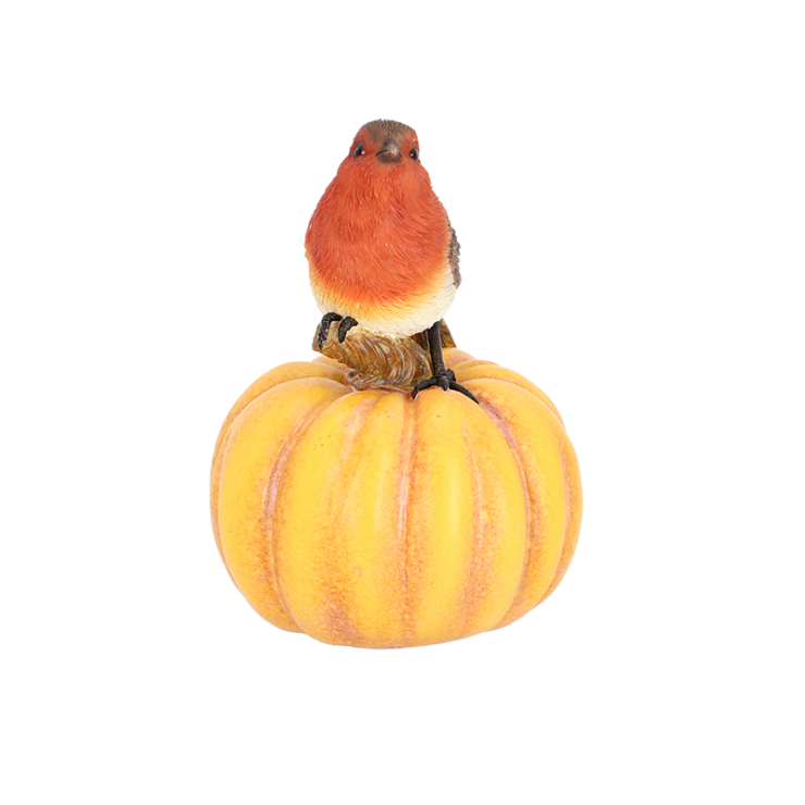 Roodborst op pompoen