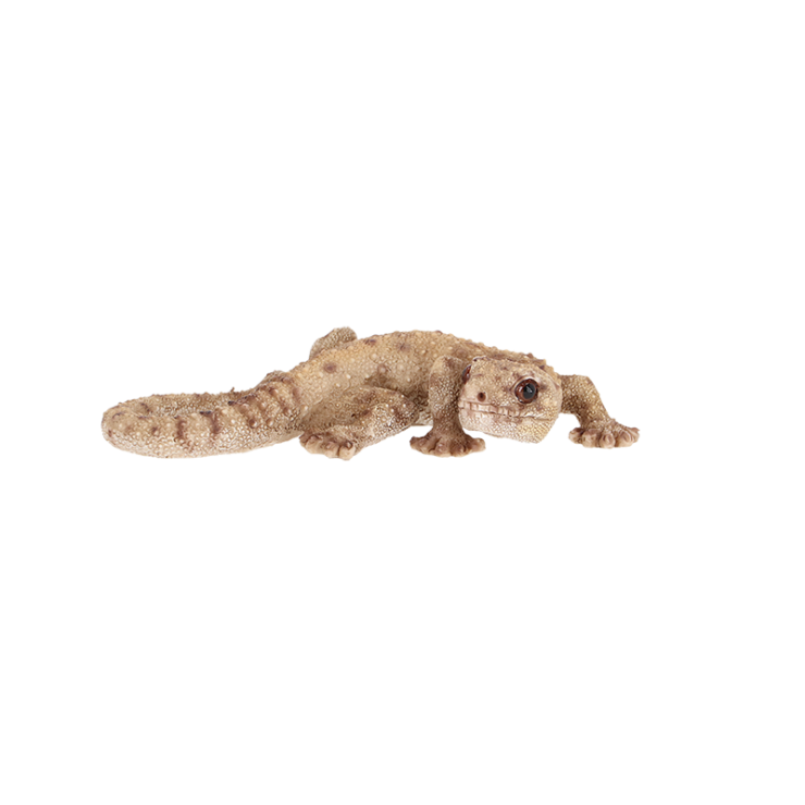 Lézard S