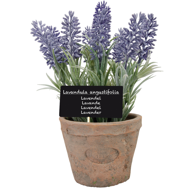 Lavender in AT pot L