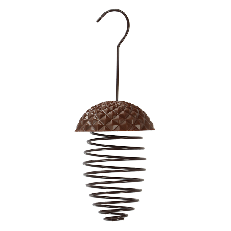 Acorn bird spring