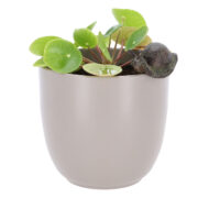 Bloempot hanger slak