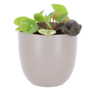 Bloempot hanger slak