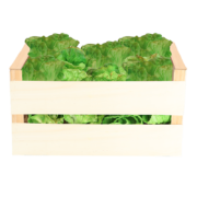 Lettuce